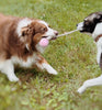 Balle pour chien
