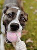 Balle pour chien