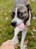 Balle pour chien