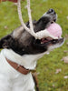 Balle pour chien