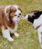 Balle pour chien