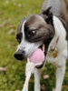 Balle pour chien
