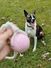 Balle pour chien
