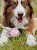 Balle pour chien